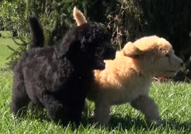 goldendoodle